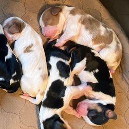 Godiva - Blenheim female Cavalier King Charles Spaniel puppy in Corona, California from Kelton Cavaliers
