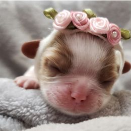Cavalier King Charles Spaniel Puppies from The Heritage Garden