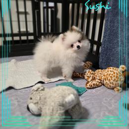 Sushi - Cream sable parti female Pomeranian puppy in Cleveland, Georgia from Sourpatch Pomeranians