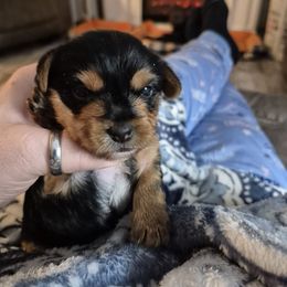 Patty - Black and tan female Yorkshire Terrier puppy in Seneca, South Carolina from Lee's Puppies