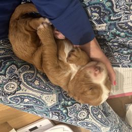 Bernedoodle Puppies from Palmetto Bernedoodles Boutique