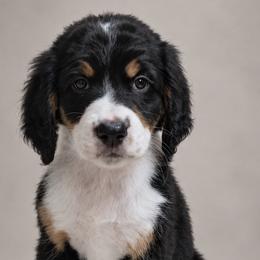 Girl 1 - female Bernedoodle puppy in Henderson, Colorado from Huggable Bernedoodles of Colorado LLC