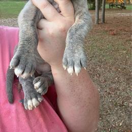 Yellow collar - Blue female Great Dane puppy in Tyler, Texas from Blessed By Danes