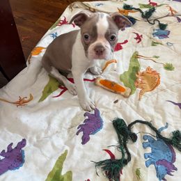 Girl 1 - Boston Terrier puppy from Bill's Boston Babies