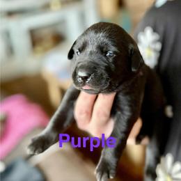 Purple collar, female - Black female Labrador Retriever puppy in Moore, Oklahoma from Okiehuntinboyz Labrador Retrievers