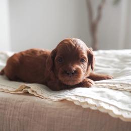 Comet - Red  male Goldendoodle puppy in Vancouver, Washington from Blissful Doodles