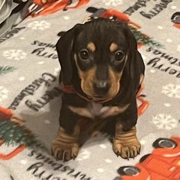 Red Collar - Black and tan Dachshund puppy in La Pine, Oregon from RoseDox Dachshunds