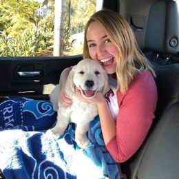 Golden Retriever Puppies from Dry Canyon Goldens