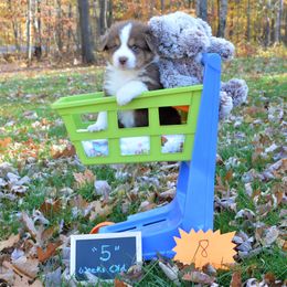 Australian Shepherd Puppies from BlueRain Aussies