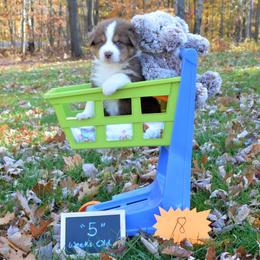 Australian Shepherd Puppies from BlueRain Aussies