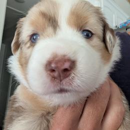 Chloe - Red merle female Miniature Australian Shepherd puppy in Crockett, Texas from Pleasant Grove Aussies