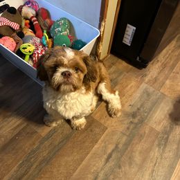 Coco - Shih Tzu