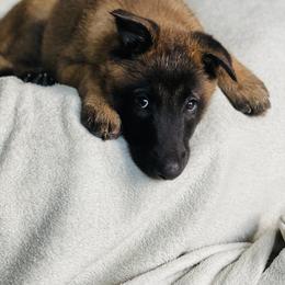 Belgian Malinois, Border Collie, and German Shepherd Puppies from Fairlane Kennels