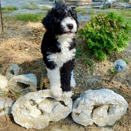Aussiedoodle Puppies from Amour Aussiedoodles