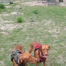 Old Dan - Vizsla