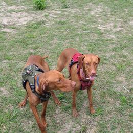 Old Dan - Vizsla