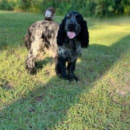 Zazu - English Springer Spaniel