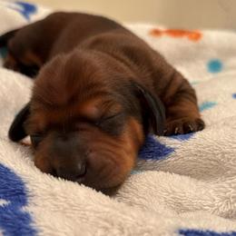 Poker - Red male Dachshund puppy in Las Vegas, Nevada from Desert Dachshunds