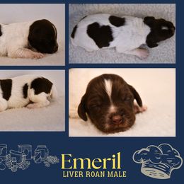Emeril - Liver roan male Brittany puppy in Hollidaysburg, Pennsylvania from Royal Flush Farms