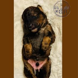 Fritter - Sable male Bernedoodle puppy in Belleville, Michigan from Moose Tracks Bernedoodles