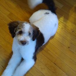 Luna - Bernedoodle