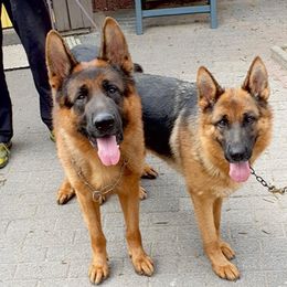 German Shepherds from Morning Mist Farm