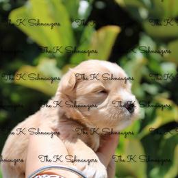 Yellow collar - Wheaten female Miniature Schnauzer puppy in Santa Ana, California from The_K_Schnauzers