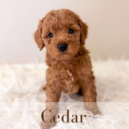 Cedar - Red  male Goldendoodle puppy in Melba, Idaho from KZ Doodles