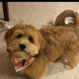 Winnie - Havanese