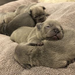 French Bulldog Puppies from Roughneck Frenchies