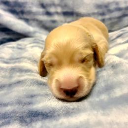 Dolly Parton - Cream female Dachshund puppy in Waynesboro, Tennessee from Owl Hollow Farm Miniature Dachshunds