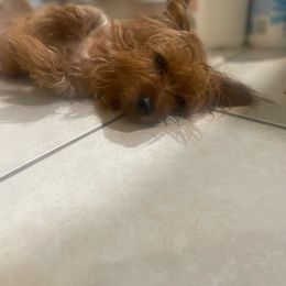 Brownie - Yorkshire Terrier