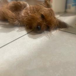Brownie - Yorkshire Terrier