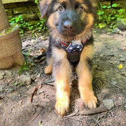 German Shepherd Puppies from Bell’s Shepherd Acres