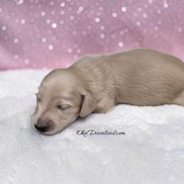 Elsa - Cream female Dachshund puppy in Oklahoma City, Oklahoma from OkieDoxieland Dachshunds