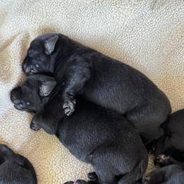 Male 5 - Black male Labrador Retriever puppy in Deltaville, Virginia from Holyoke Kennel