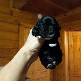 Cocker Spaniel Puppies from Peterson Farmers