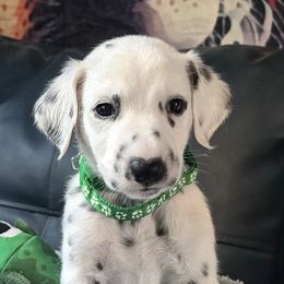 Anubis - White and black male Dalmatian puppy in Salem, Missouri from Paradise Spots Dalmatians