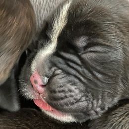 Boxers from Dudley’s Boxers