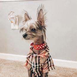 Niko  - Chinese Crested