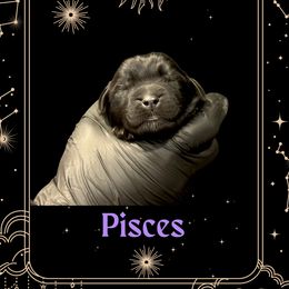 Pisces - Black female Newfoundland puppy in Tully, New York from Bear Paw Newfoundlands