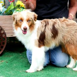 Zac ASDR - Toy Australian Shepherd