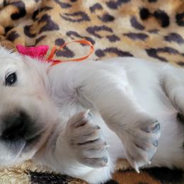 Golden Retriever Puppies from Kathleen Harris