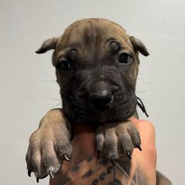 Male 3 - Fawn male Cane Corso puppy in Cashion, Oklahoma from APEXOK Cane Corsos LLC