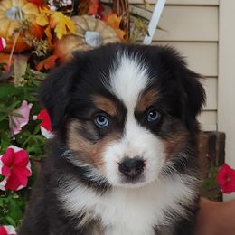 Laser - Black tri male Miniature American Shepherd puppy in Atwood, Illinois from Buck-Run Puppies