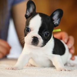 Yellow Collar - White and brindle female French Bulldog puppy in Wichita, Kansas from Phantasticus French Bulldogs