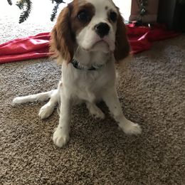 Cavalier King Charles Spaniel Puppies from Christina’s Cavaliers