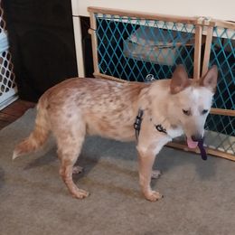 Regal - Australian Cattle Dog