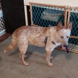 Regal - Australian Cattle Dog