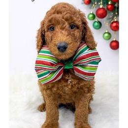 Willy Wonka - Red  male Goldendoodle puppy in State Road, North Carolina from Must Love Doodles